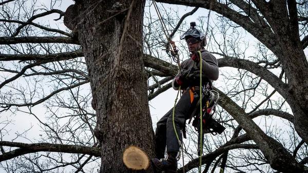Top Rated Tree Cutting Service for All Tree Sizes