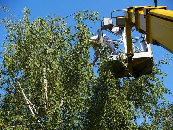 Discover Wiese Tree Service LLC of Mobile for Trusted Local Service