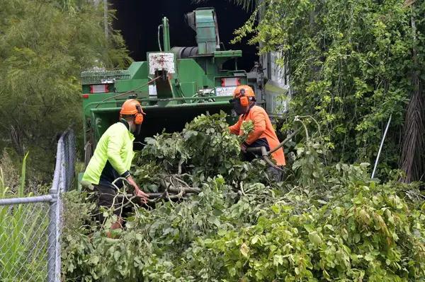 Best Tree Service Near Me for Trimming, Cutting, and Maintenance