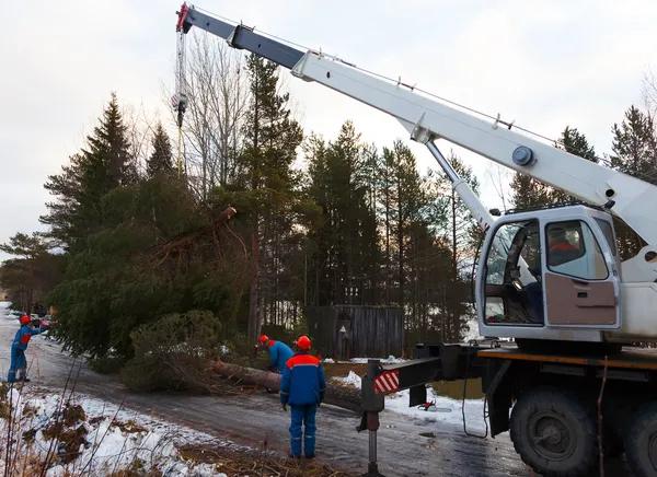 Professional Tree Service Near Me for Residential Tree Care